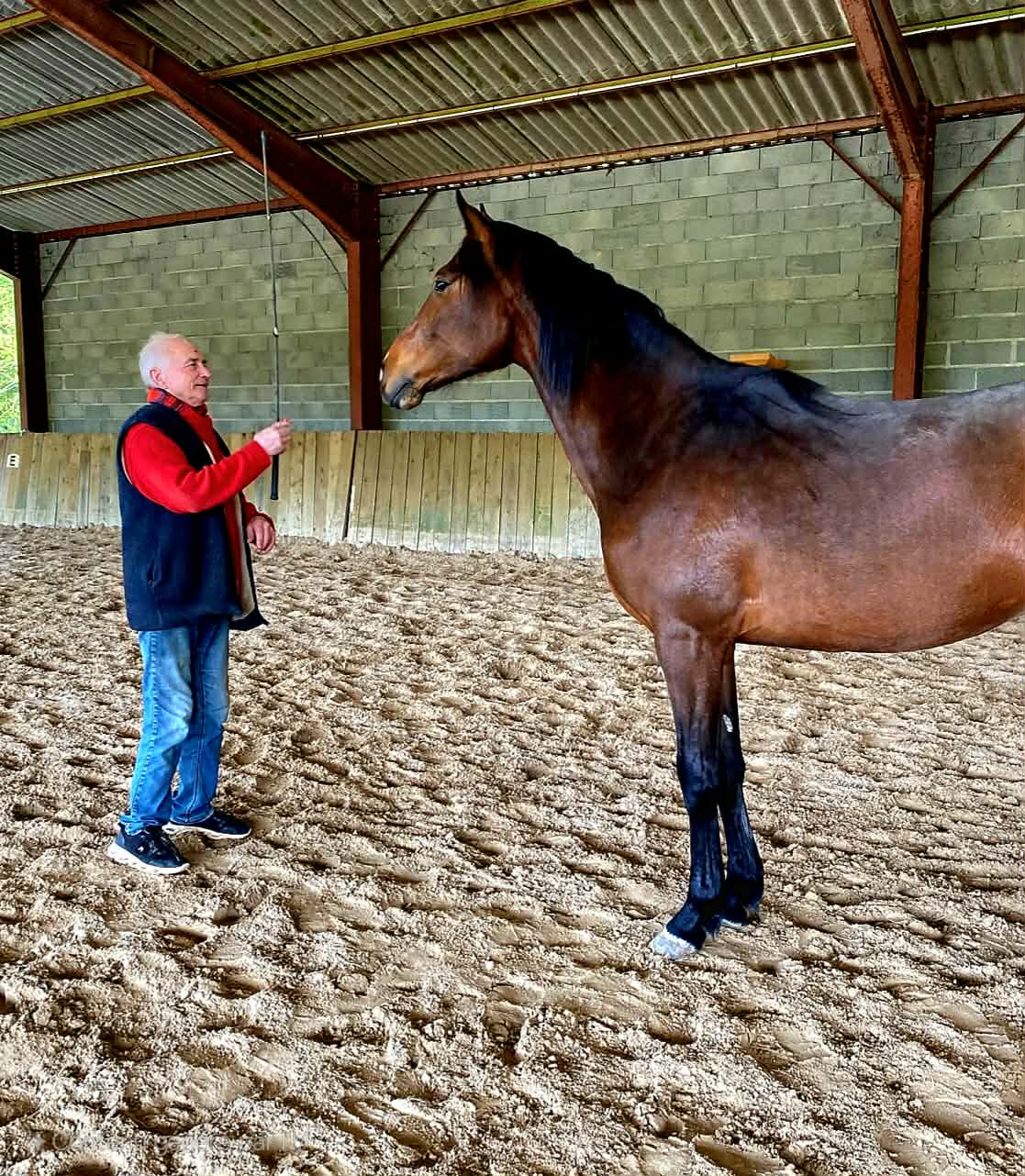 Un cheval qui tire la langue