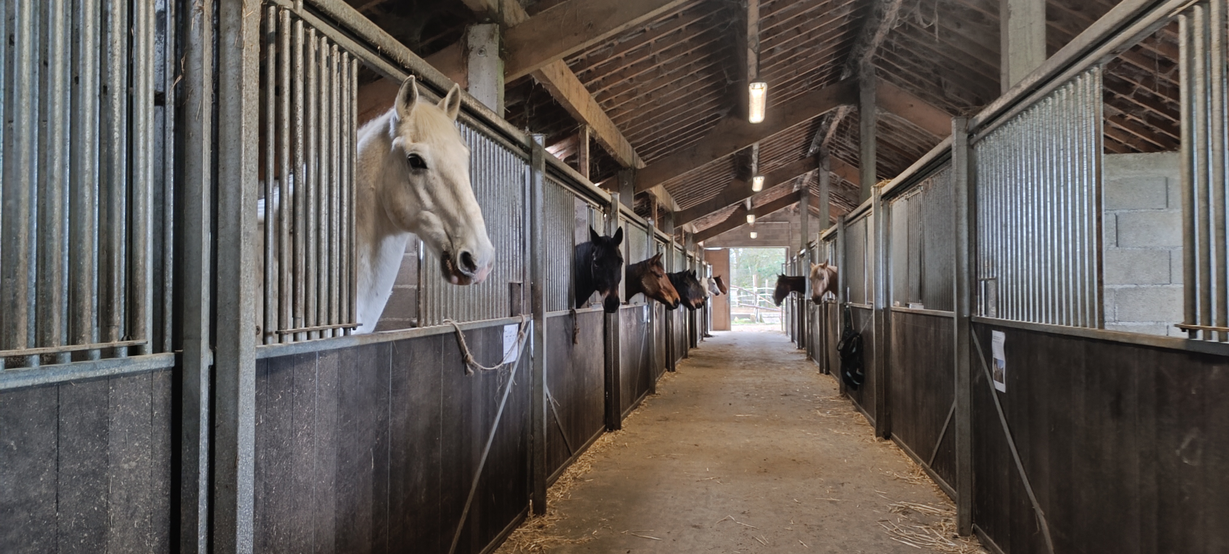 box chevaux interieur avec la tête sortie