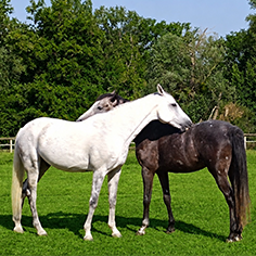 photo cheval calin