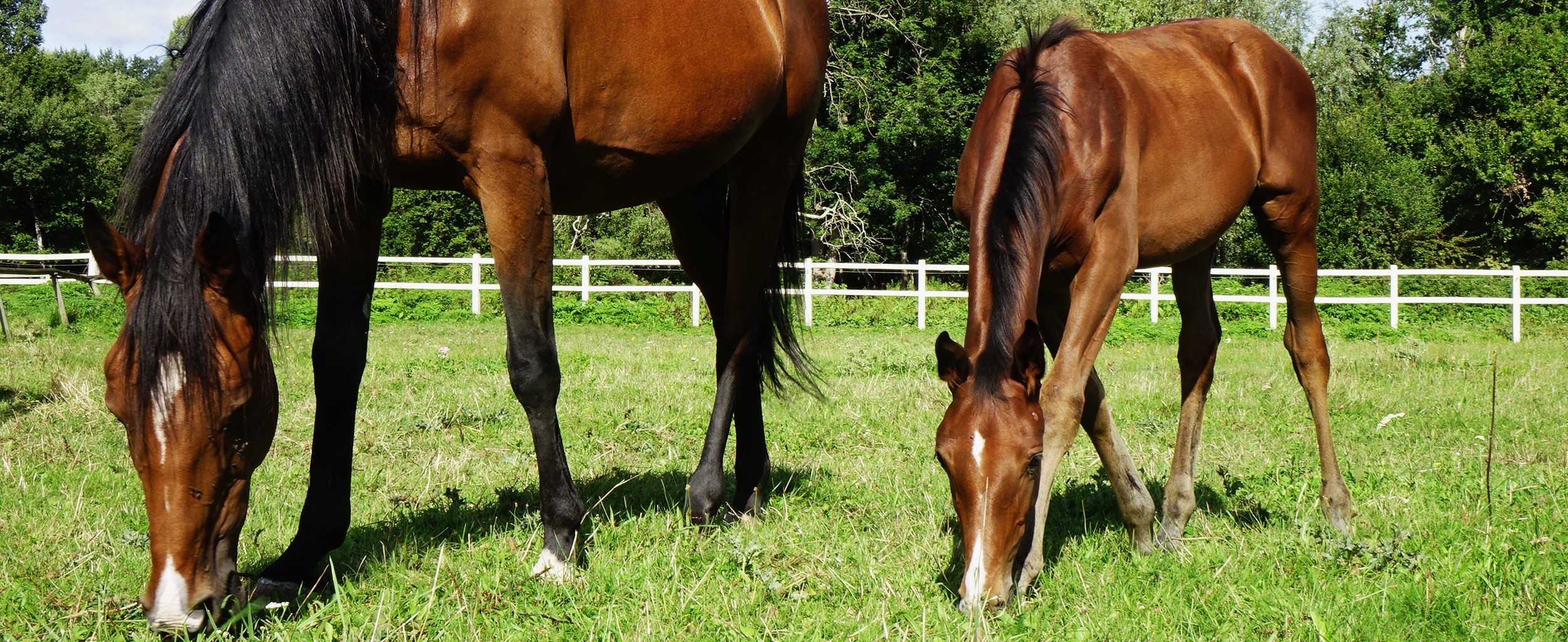 Photo du cours poney
